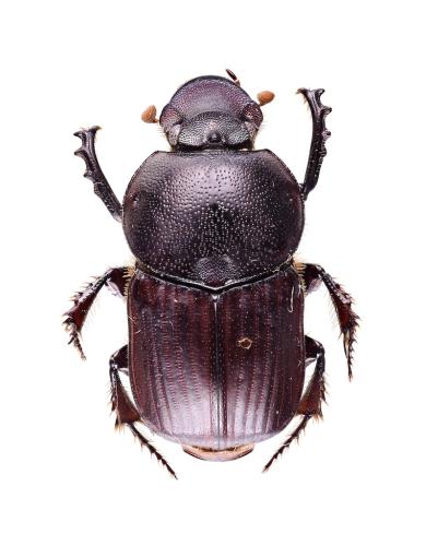 Réf. 310 337 : Onitis multidentatus